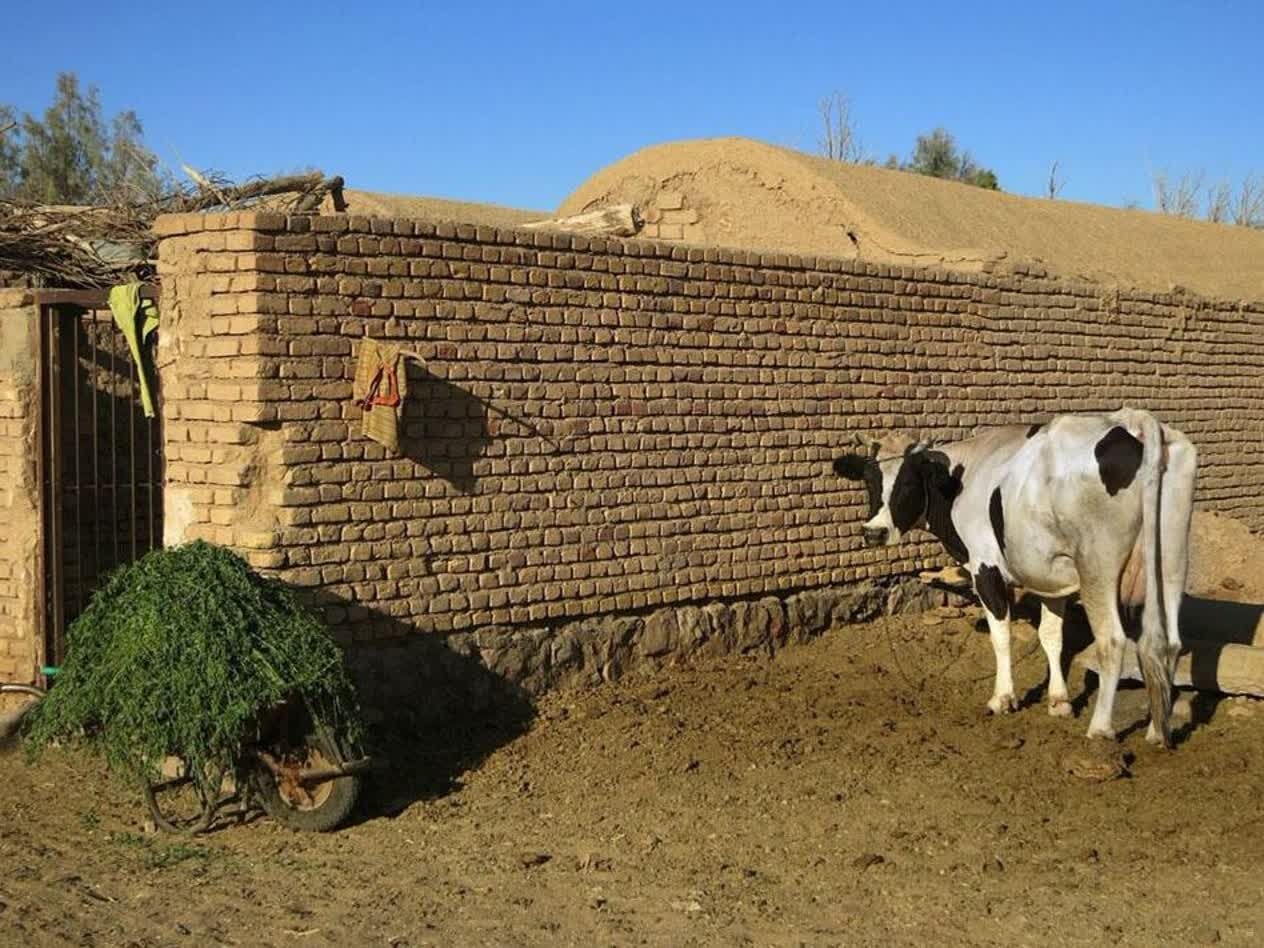 هدررفت ۱۰ درصدی خوراک دام در گاوداری‌ها؛ ظرفیت پنهان برای افزایش تولید