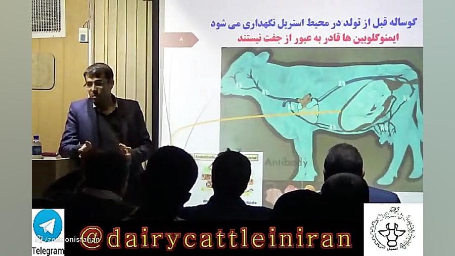 مدیریت تغذیه گوساله های شیرخوار
